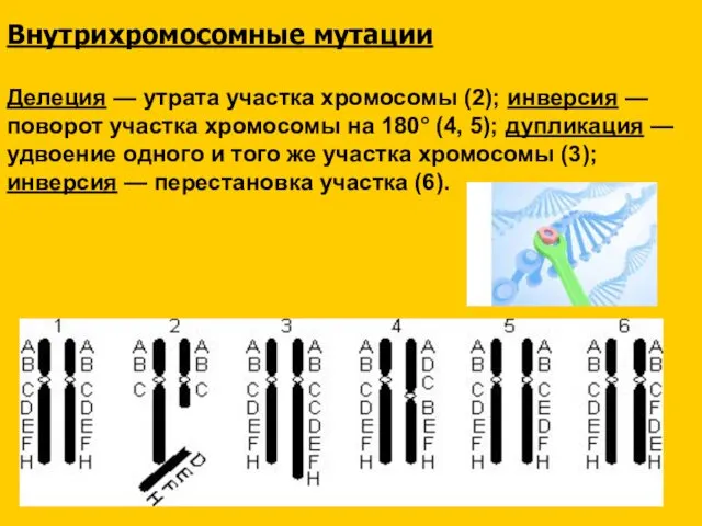 Внутрихромосомные мутации Делеция — утрата участка хромосомы (2); инверсия —