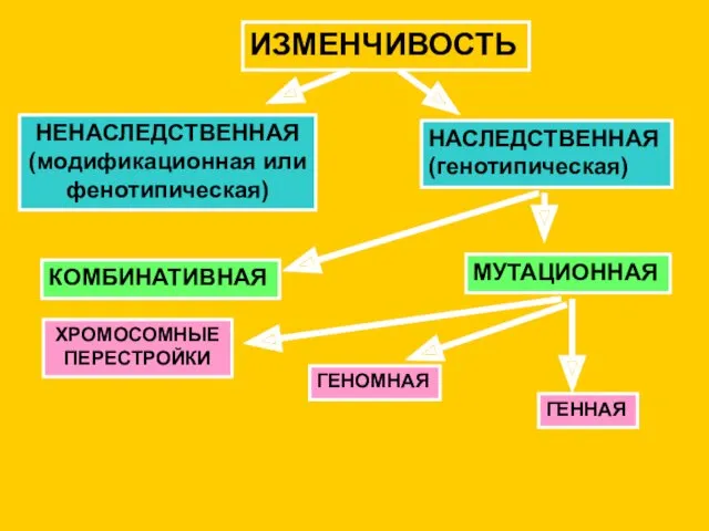 ИЗМЕНЧИВОСТЬ НЕНАСЛЕДСТВЕННАЯ (модификационная или фенотипическая) НАСЛЕДСТВЕННАЯ (генотипическая) КОМБИНАТИВНАЯ МУТАЦИОННАЯ ГЕННАЯ ХРОМОСОМНЫЕ ПЕРЕСТРОЙКИ ГЕНОМНАЯ