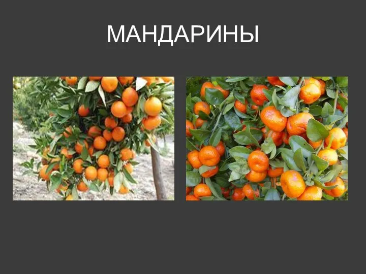 МАНДАРИНЫ