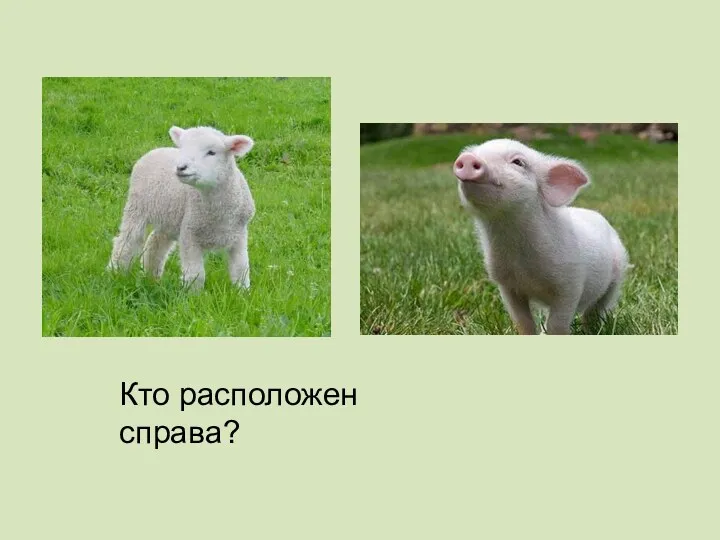 Кто расположен справа?