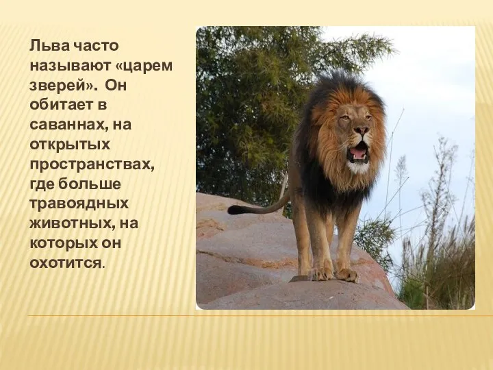 Льва часто называют «царем зверей». Он обитает в саваннах, на