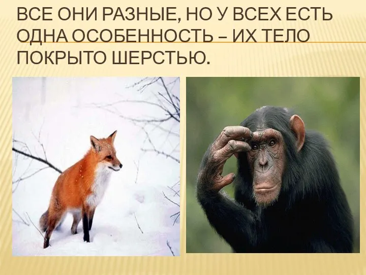 Все они разные, но у всех есть одна особенность – их тело покрыто шерстью.