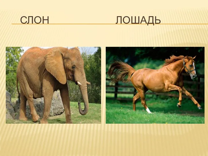 Слон Лошадь