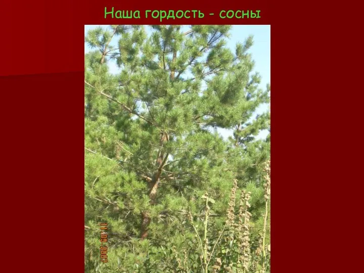 Наша гордость - сосны