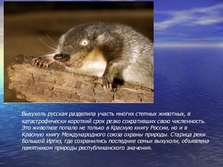 Выхухоль русская разделила участь многих степных животных, в катастрофически короткий