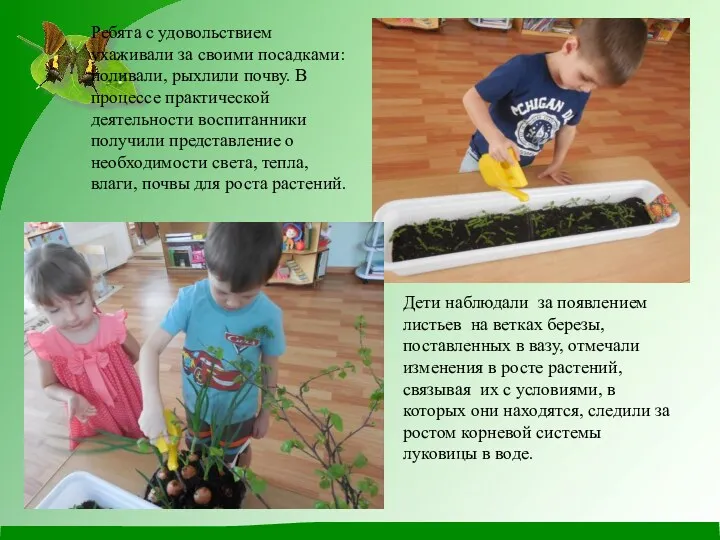 Дети наблюдали за появлением листьев на ветках березы, поставленных в вазу, отмечали изменения