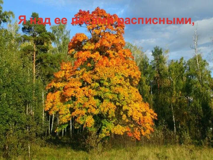 Я над ее лесами расписными,