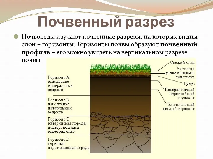 Почвенный разрез Почвоведы изучают почвенные разрезы, на которых видны слои