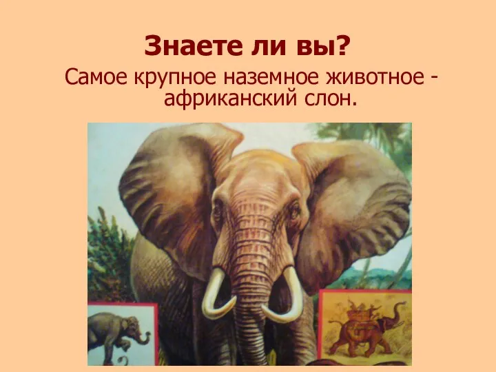 Знаете ли вы? Самое крупное наземное животное - африканский слон.