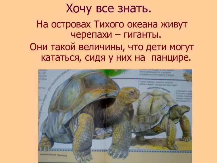 Хочу все знать. На островах Тихого океана живут черепахи – гиганты. Они такой