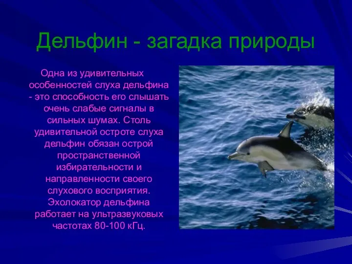 Дельфин - загадка природы Одна из удивительных особенностей слуха дельфина