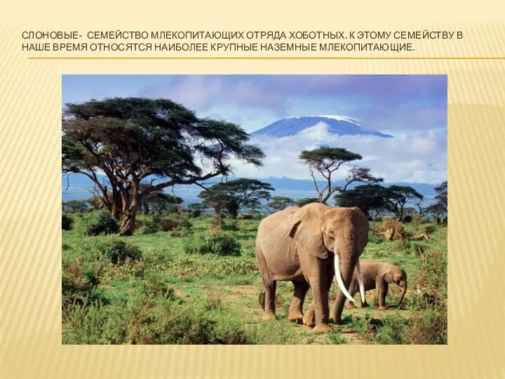 Слоновые- семейство млекопитающих отряда хоботных. К этому семейству в наше время относятся наиболее крупные наземные млекопитающие.