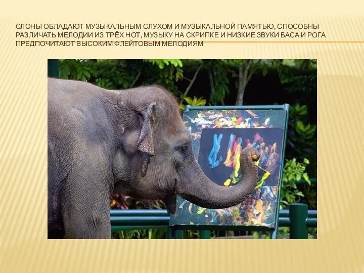 Слоны обладают музыкальным слухом и музыкальной памятью, способны различать мелодии из трёх нот,