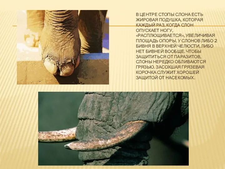 В центре стопы слона есть жировая подушка, которая каждый раз, когда слон опускает