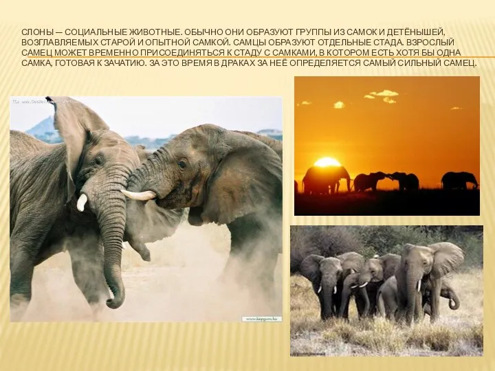 Слоны — социальные животные. Обычно они образуют группы из самок и детёнышей, возглавляемых