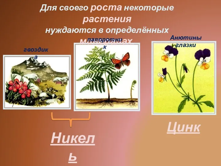 Для своего роста некоторые растения нуждаются в определённых минералах. гвоздика папоротник Анютины глазки Никель Цинк