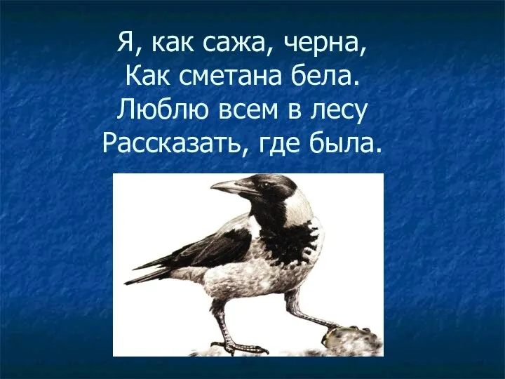 Я, как сажа, черна, Как сметана бела. Люблю всем в лесу Рассказать, где была.