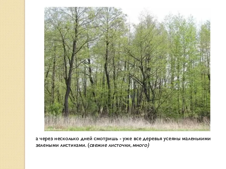 а через несколько дней смотришь - уже все деревья усеяны маленькими зелеными листиками. (свежие листочки, много)