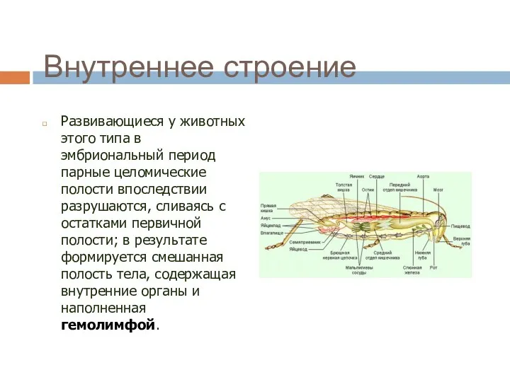 Внутреннее строение Развивающиеся у животных этого типа в эмбриональный период