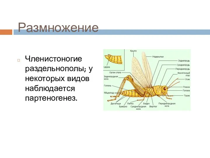 Размножение Членистоногие раздельнополы; у некоторых видов наблюдается партеногенез.