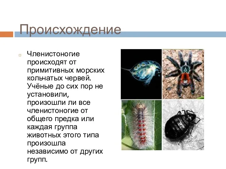 Происхождение Членистоногие происходят от примитивных морских кольчатых червей. Учёные до