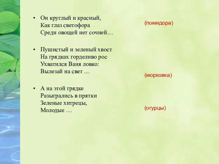 Он круглый и красный, Как глаз светофора Среди овощей нет сочней… Пушистый и