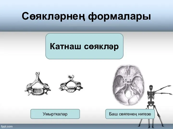 Сөякләрнең формалары Катнаш сөякләр Баш сөягенең нигезе Умырткалар