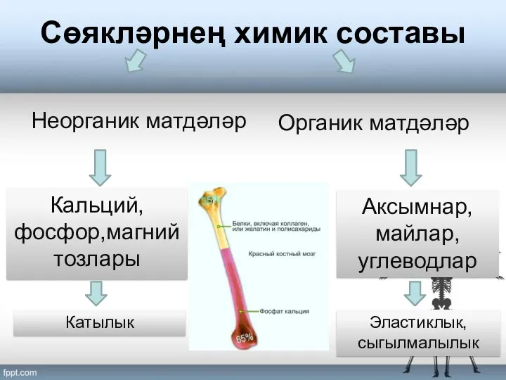 Сөякләрнең химик составы Кальций, фосфор,магний тозлары Аксымнар, майлар, углеводлар Катылык Эластиклык, сыгылмалылык Неорганик матдәләр Органик матдәләр