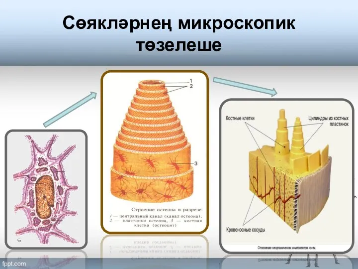 Сөякләрнең микроскопик төзелеше