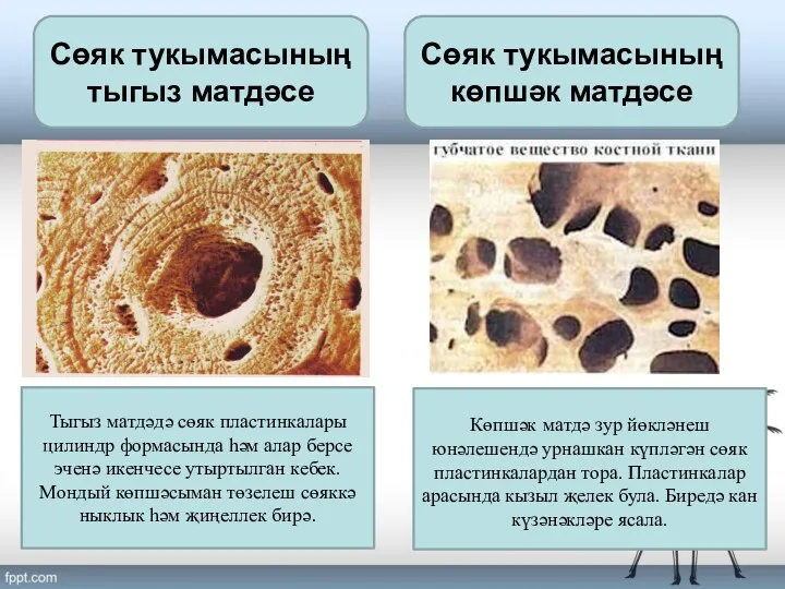 Сөяк тукымасының тыгыз матдәсе Сөяк тукымасының көпшәк матдәсе Тыгыз матдәдә