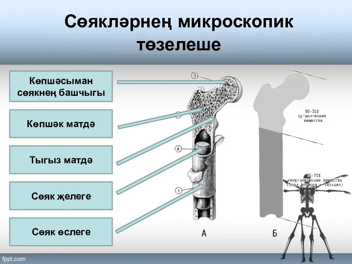 Сөякләрнең микроскопик төзелеше Көпшәсыман сөякнең башчыгы Көпшәк матдә Тыгыз матдә Сөяк өслеге Сөяк җелеге