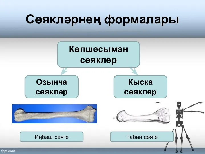 Сөякләрнең формалары Көпшәсыман сөякләр Озынча сөякләр Кыска сөякләр Иңбаш сөяге Табан сөяге