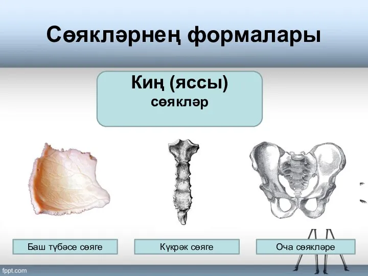 Сөякләрнең формалары Киң (яссы) сөякләр Баш түбәсе сөяге Оча сөякләре Күкрәк сөяге