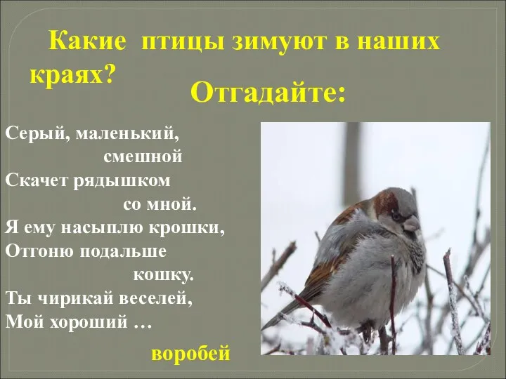 Отгадайте: Какие птицы зимуют в наших краях? Серый, маленький, смешной