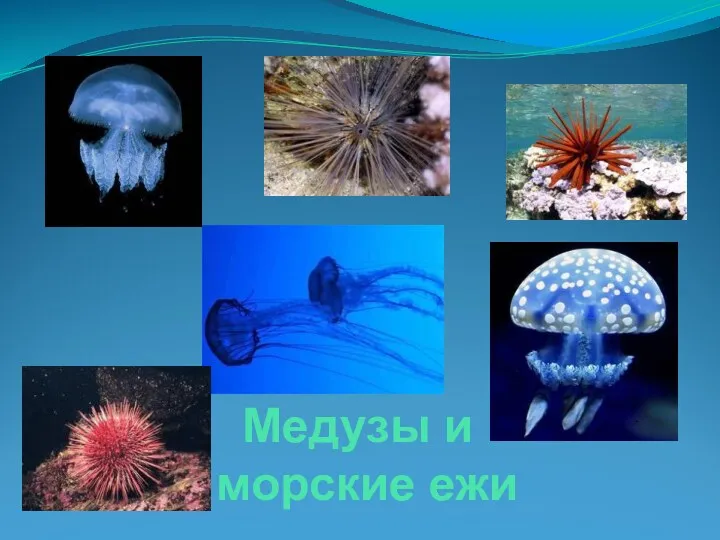 Медузы и морские ежи