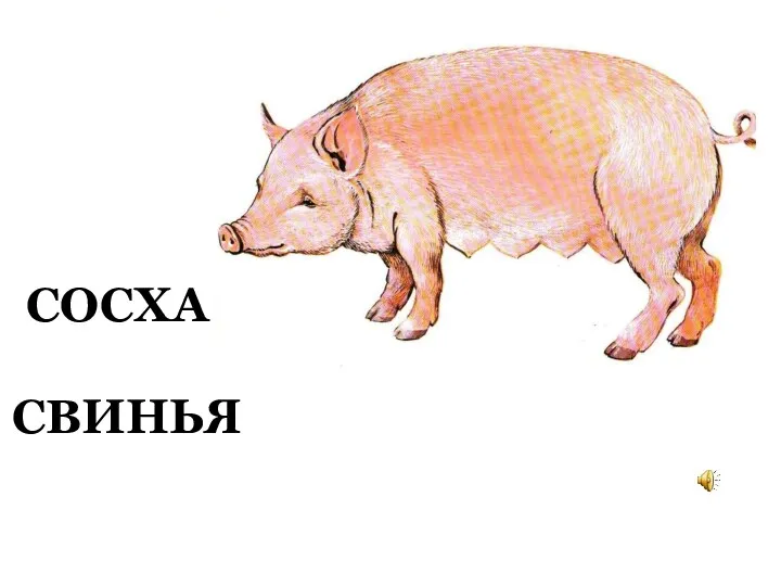 СОСХА СВИНЬЯ