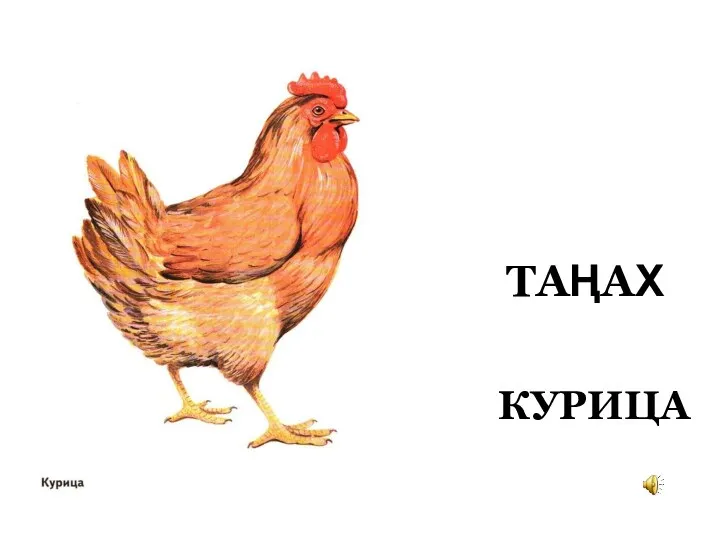 ТАҢАХ КУРИЦА