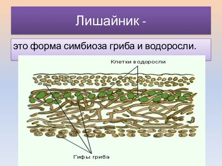 Лишайник - это форма симбиоза гриба и водоросли.