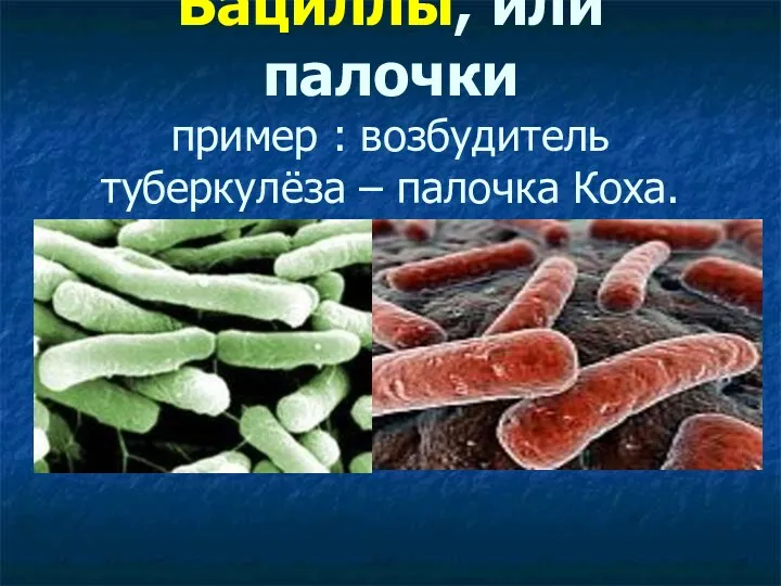 Бациллы, или палочки пример : возбудитель туберкулёза – палочка Коха.