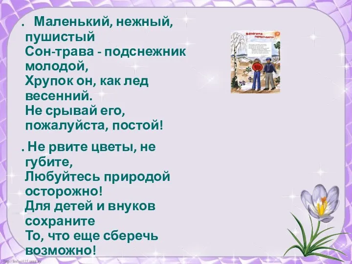 . Маленький, нежный, пушистый Сон-трава - подснежник молодой, Хрупок он, как лед весенний.