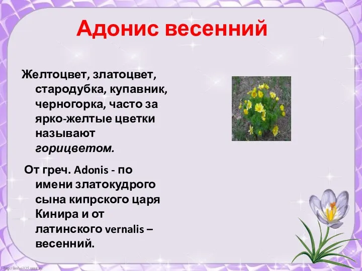 Адонис весенний Желтоцвет, златоцвет, стародубка, купавник, черногорка, часто за ярко-желтые цветки называют горицветом.