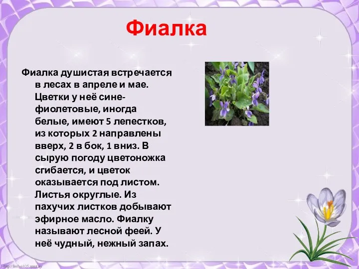 Фиалка Фиалка душистая встречается в лесах в апреле и мае. Цветки у неё