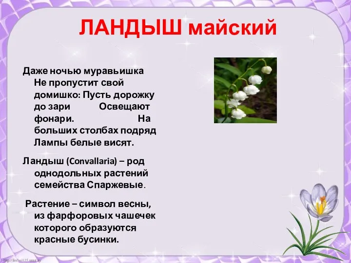 ЛАНДЫШ майский Даже ночью муравьишка Не пропустит свой домишко: Пусть дорожку до зари