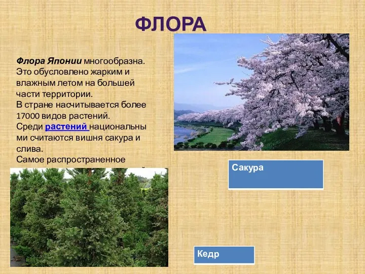 Флора Флора Японии многообразна. Это обусловлено жарким и влажным летом