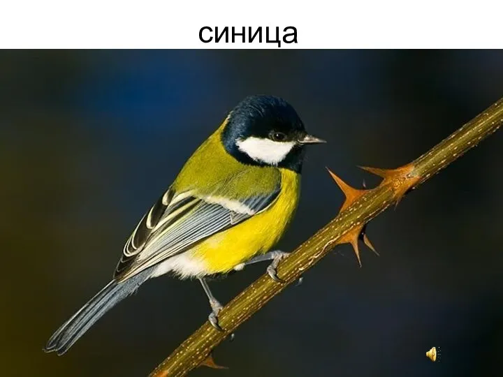 синица