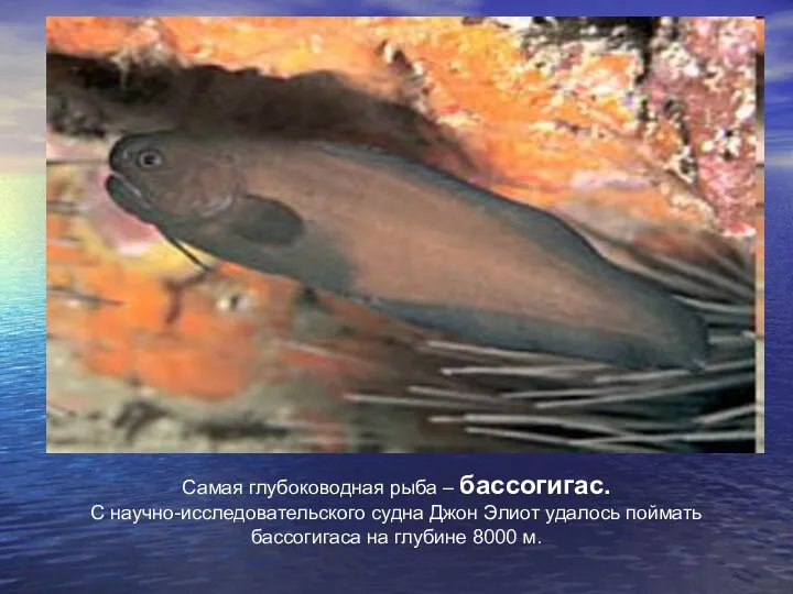 Самая глубоководная рыба – бассогигас. С научно-исследовательского судна Джон Элиот
