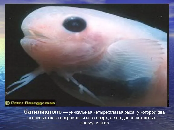 батилихнопс — уникальная четырехглазая рыба, у которой два основных глаза