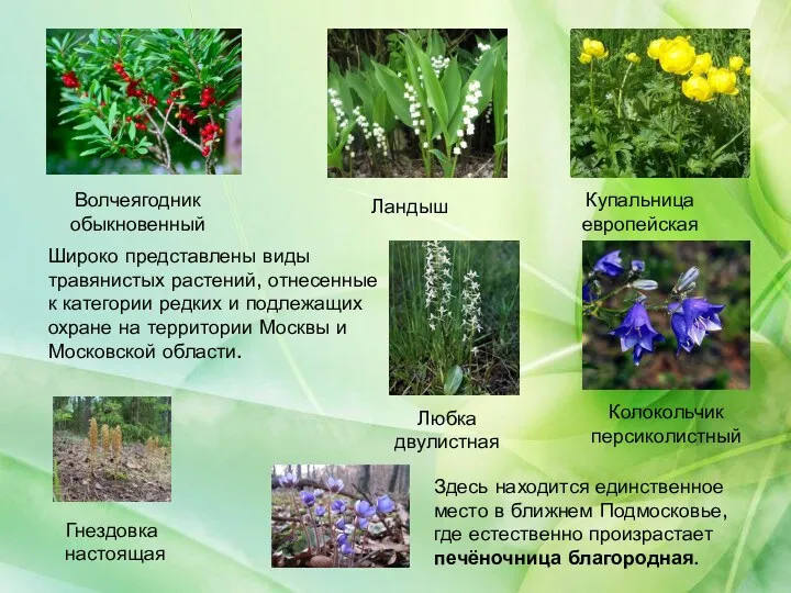 Широко представлены виды травянистых растений, отнесенные к категории редких и