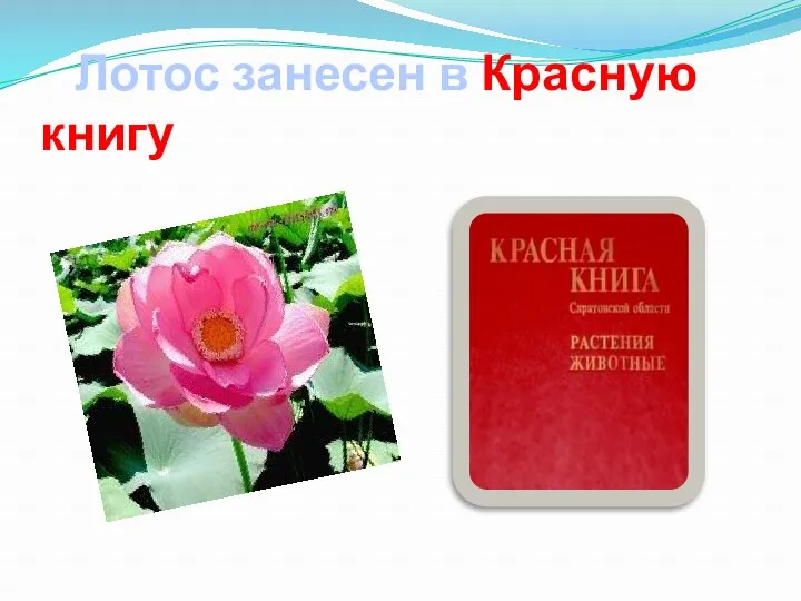 Лотос занесен в Красную книгу