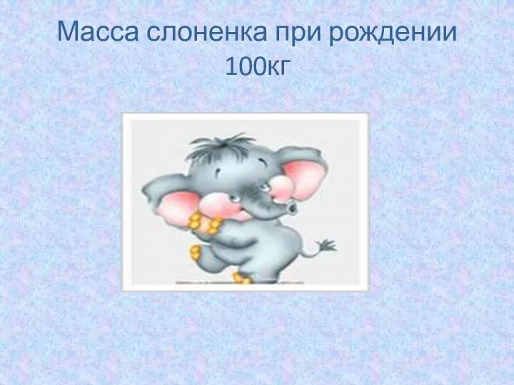 Масса слоненка при рождении 100кг